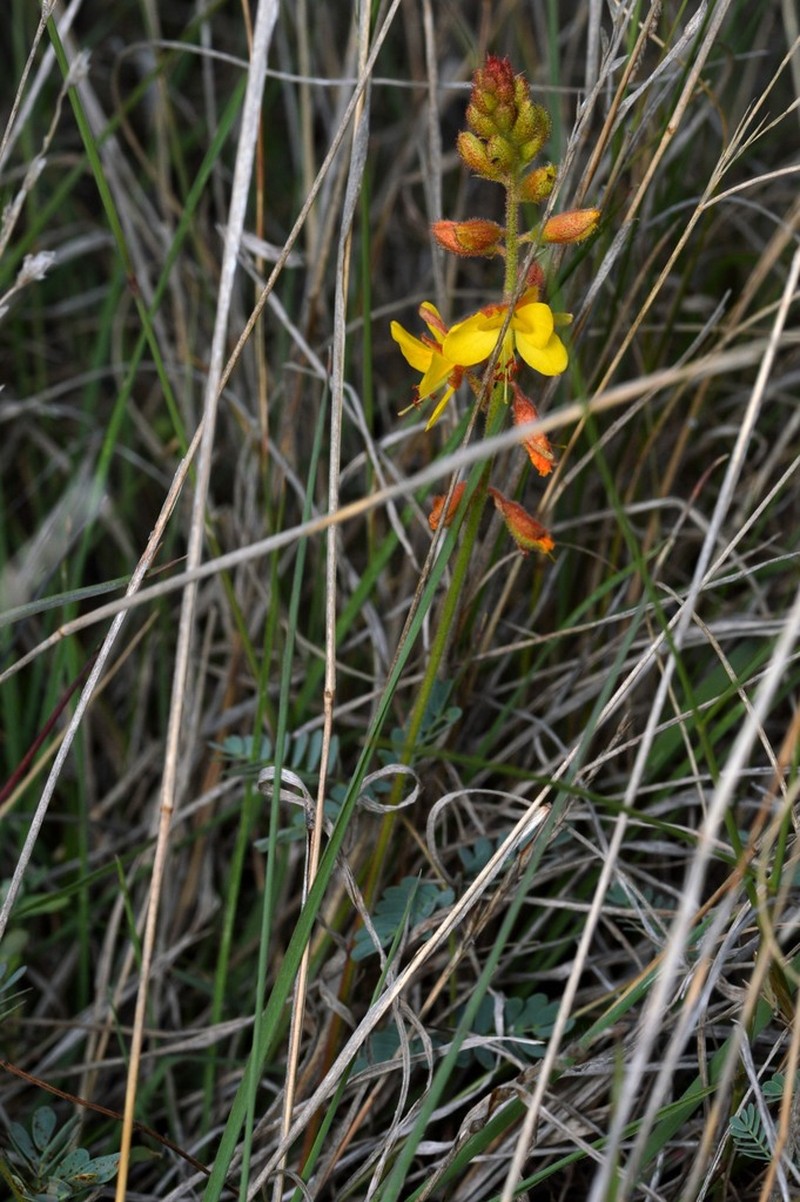 Sharppod Rushpea photo 3