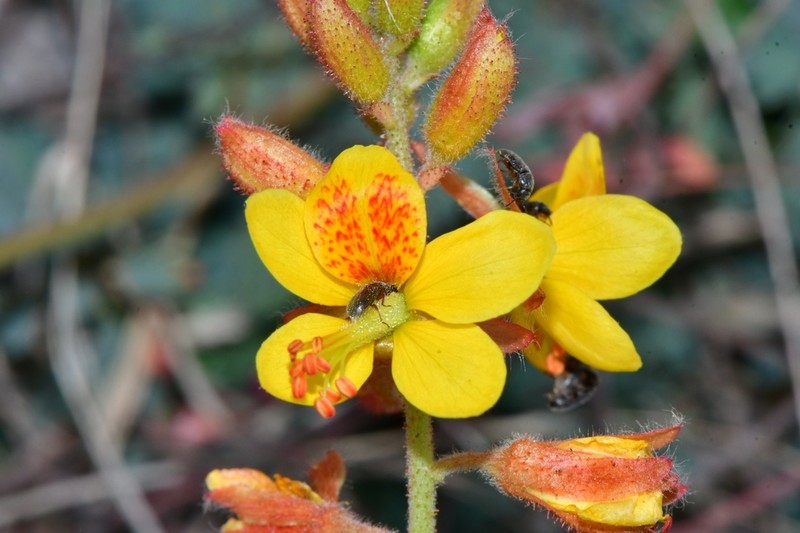Sharppod Rushpea photo 5
