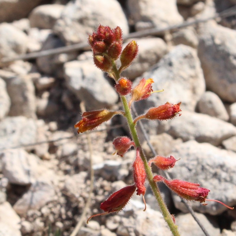 Sharppod Rushpea photo 6