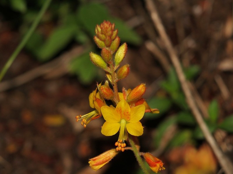 Sharppod Rushpea photo 7