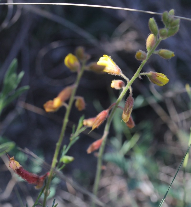 Sharppod Rushpea photo 8