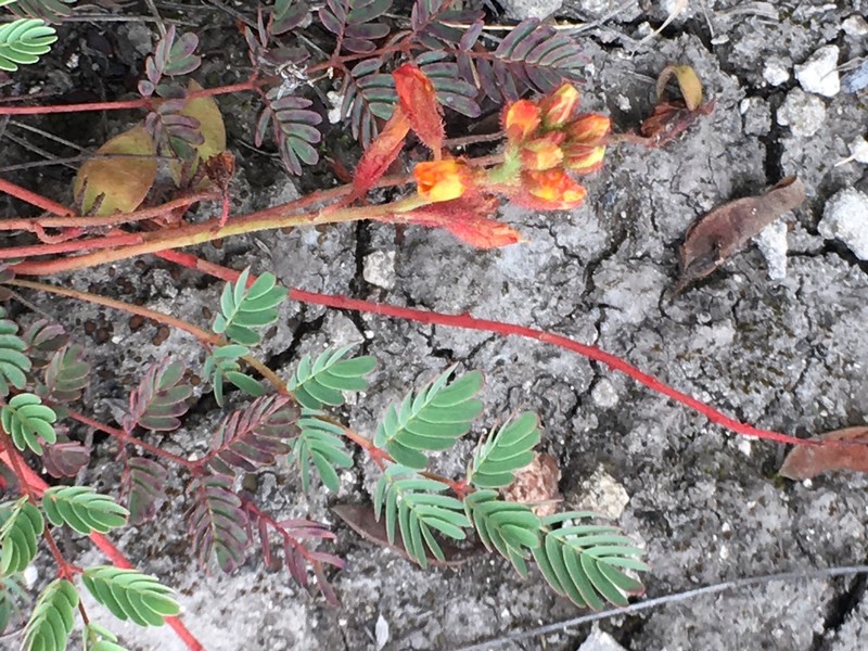 Hoffmannseggia oxycarpa subsp. arida