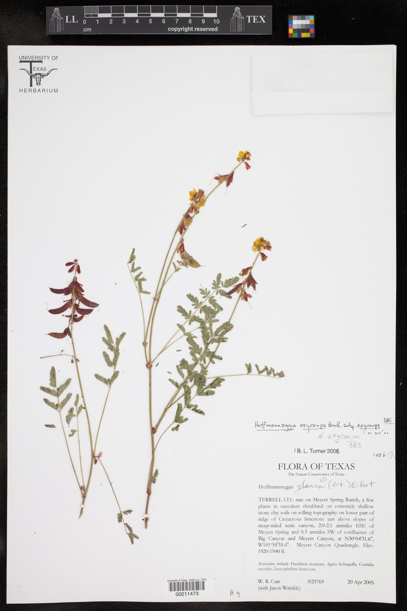 Hoffmannseggia oxycarpa subsp. oxycarpa