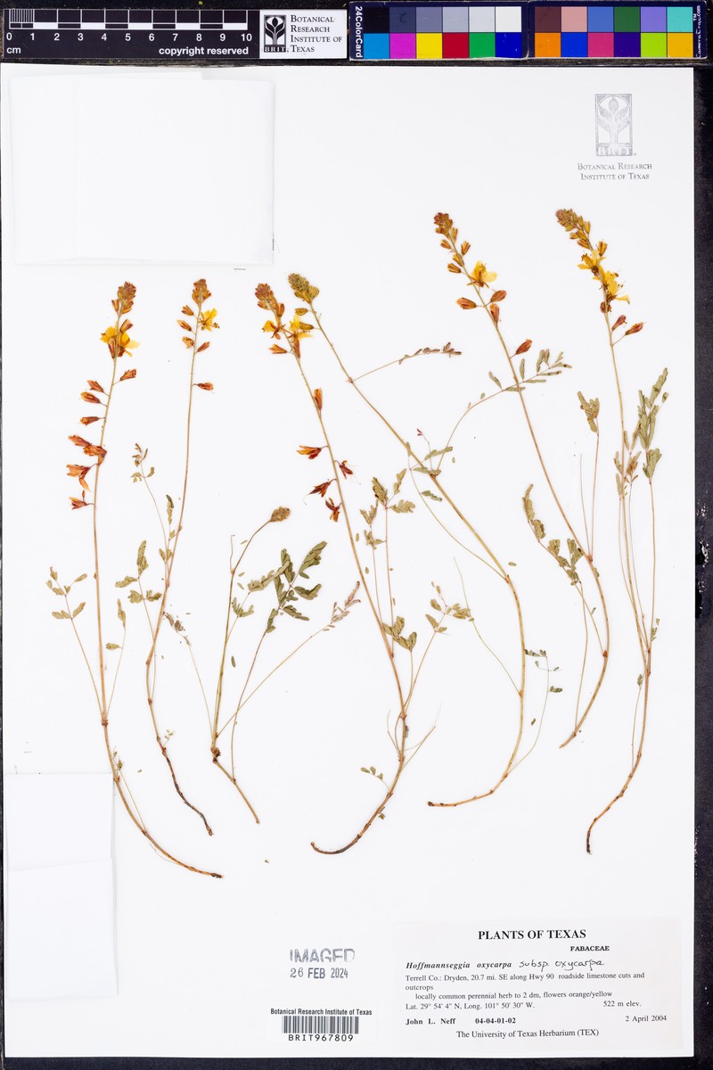 Hoffmannseggia oxycarpa subsp. oxycarpa photo 2