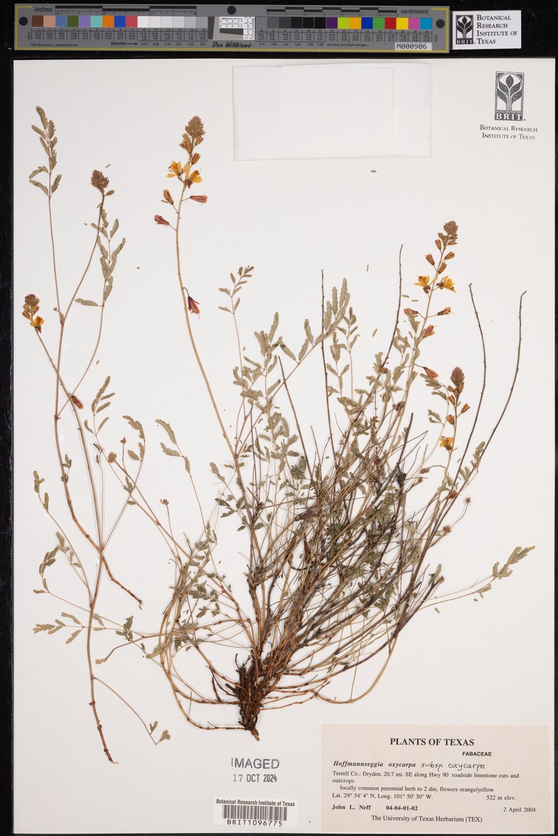Hoffmannseggia oxycarpa subsp. oxycarpa photo 3