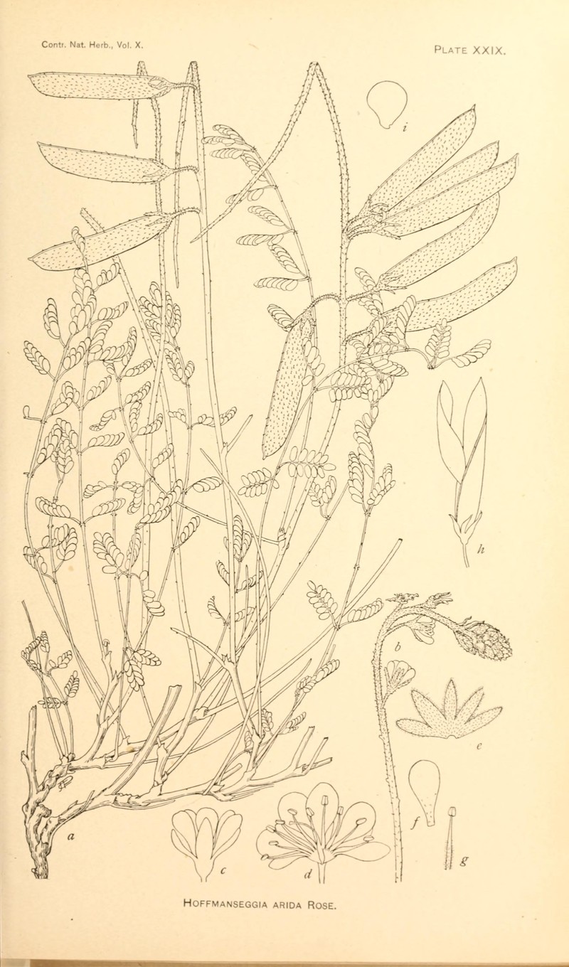 Sharppod Rushpea