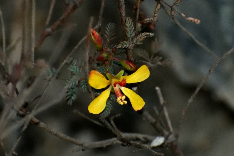 Hoffmannseggia prostrata