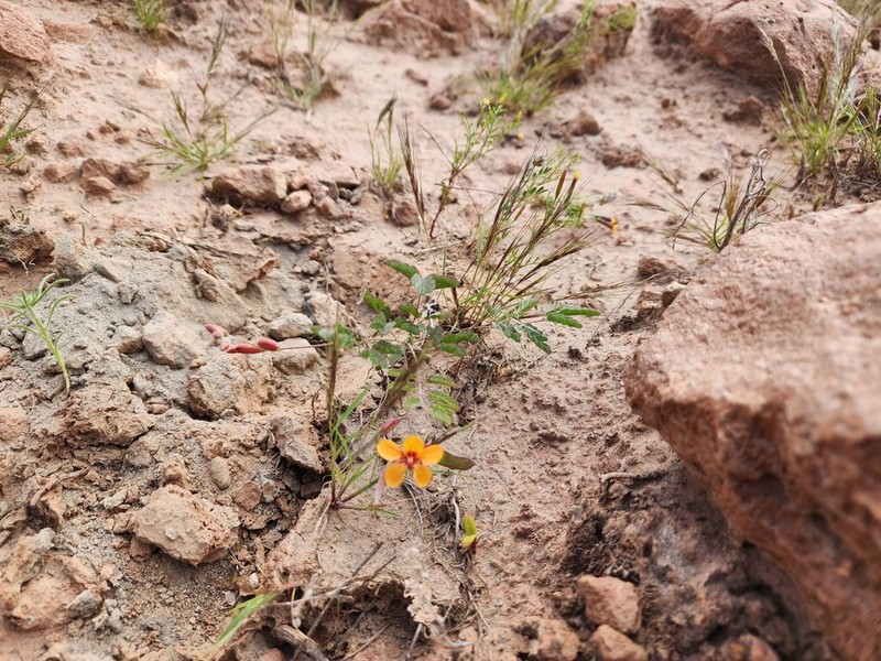 Hoffmannseggia prostrata photo 3