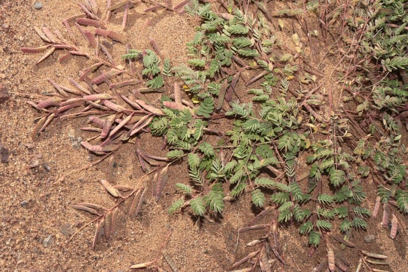 Hoffmannseggia prostrata photo 5