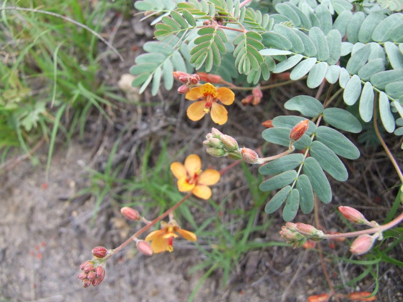Hoffmannseggia prostrata photo 6