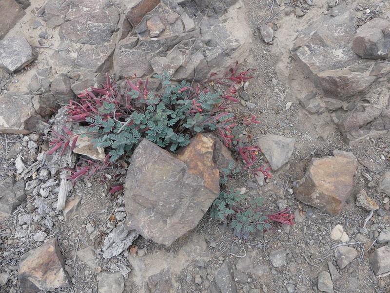 Hoffmannseggia prostrata photo 7
