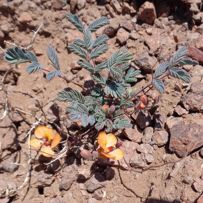Hoffmannseggia prostrata photo 8