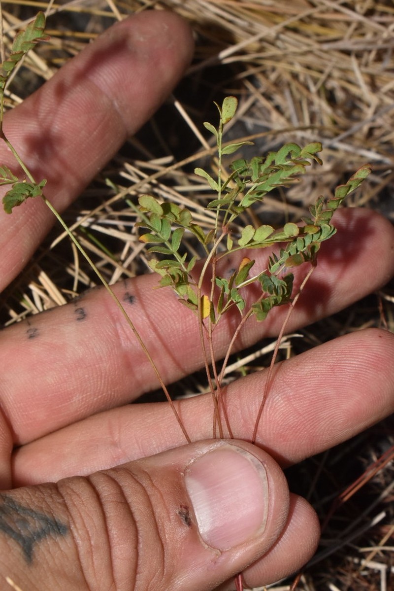 Slender Rushpea
