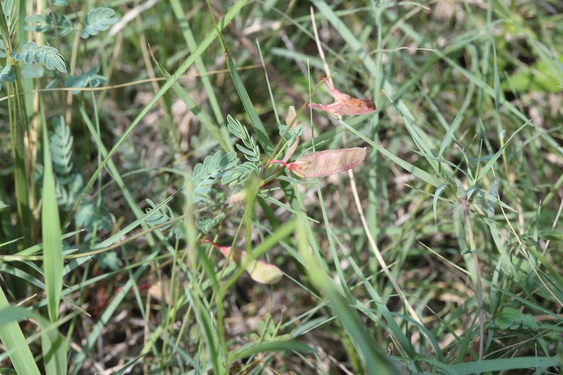 Slender Rushpea photo 2