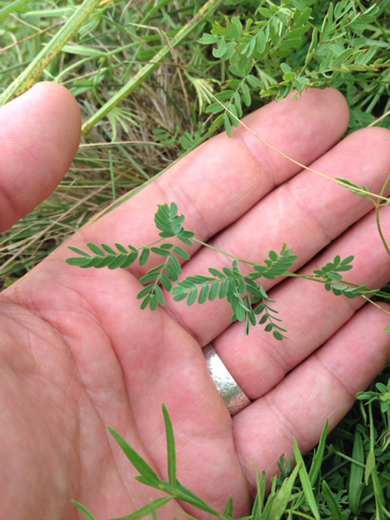 Slender Rushpea photo 3