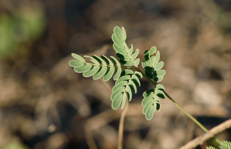 Slender Rushpea photo 4