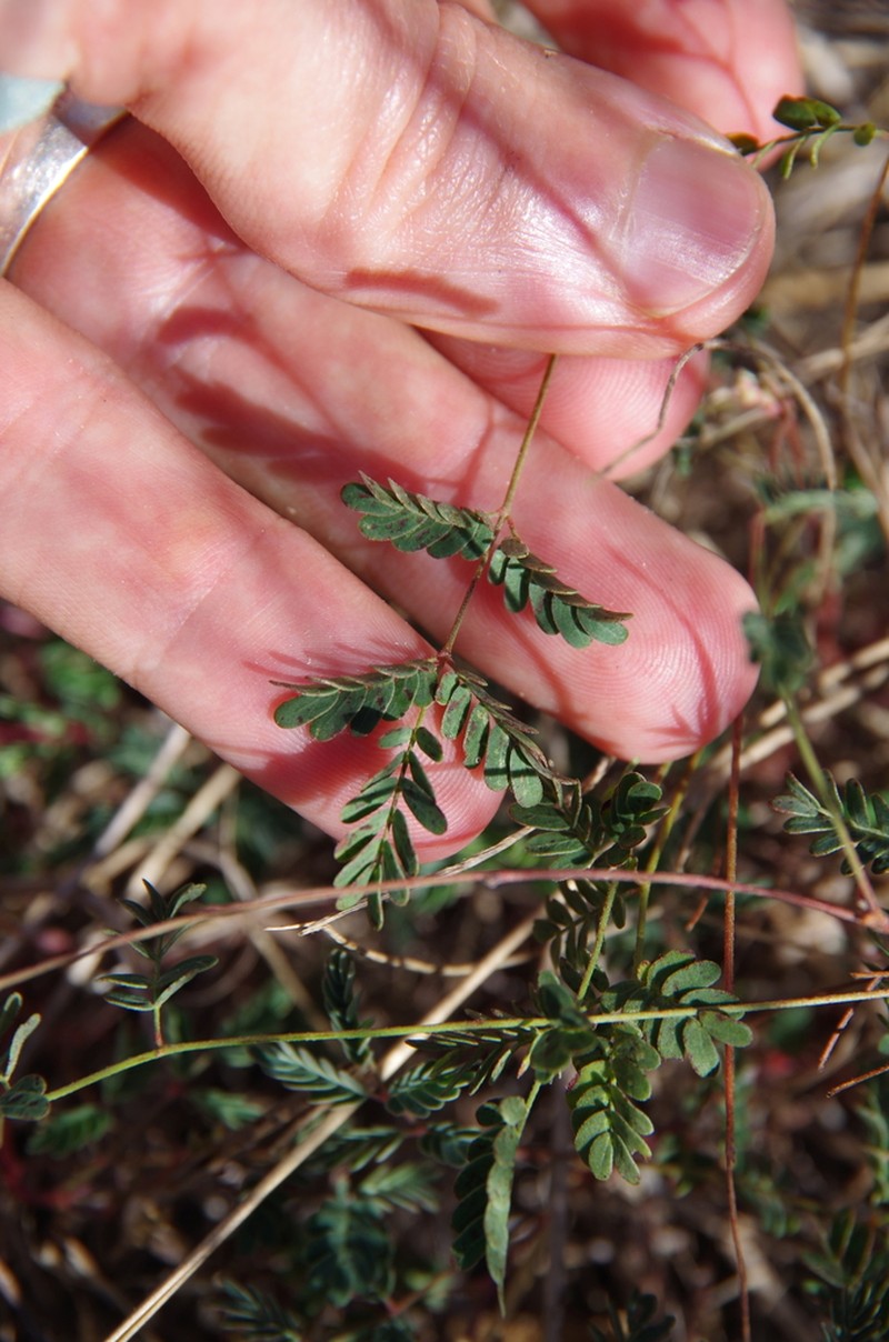 Slender Rushpea photo 5