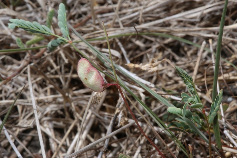Slender Rushpea photo 6