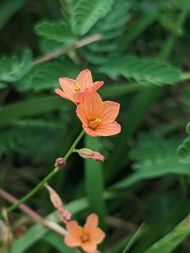 Slender Rushpea photo 7