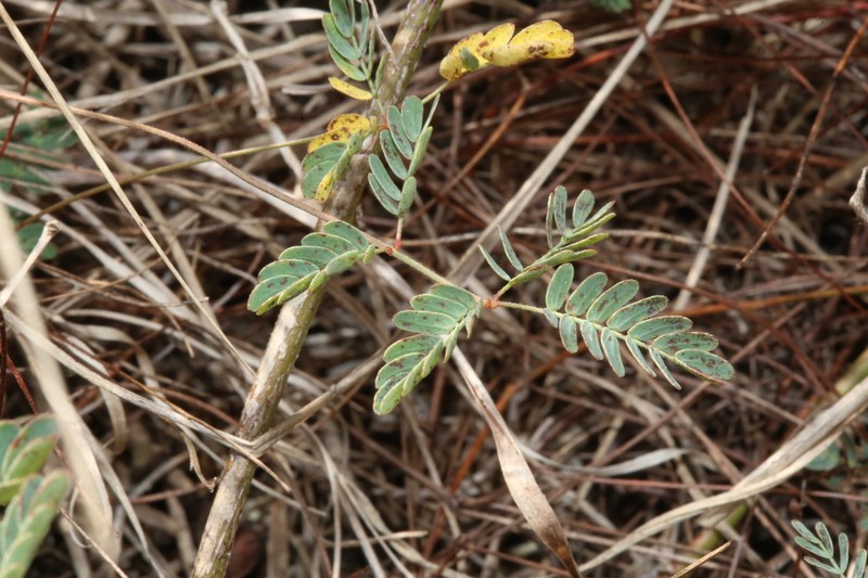 Slender Rushpea photo 8