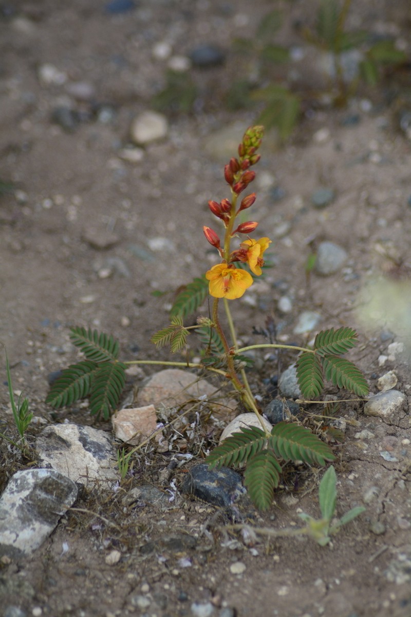 Hoffmannseggia trifoliata photo 2