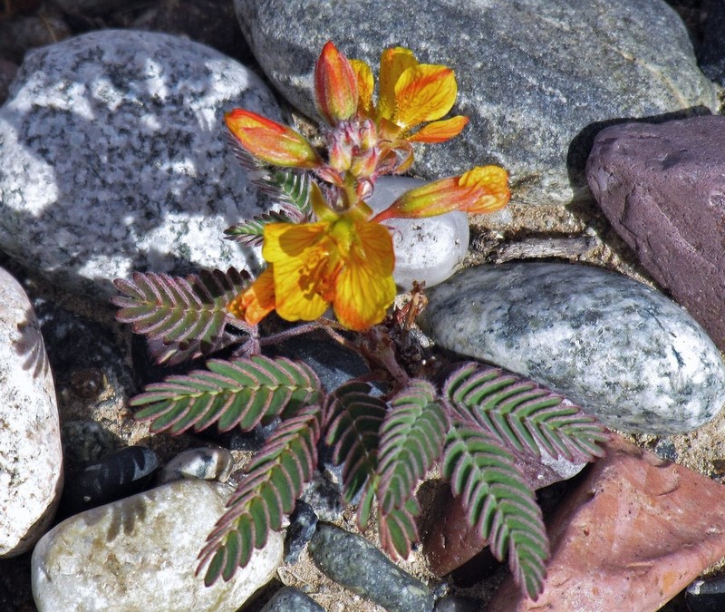 Hoffmannseggia trifoliata photo 3