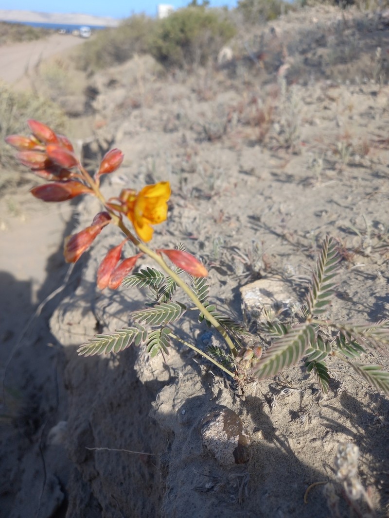Hoffmannseggia trifoliata photo 4