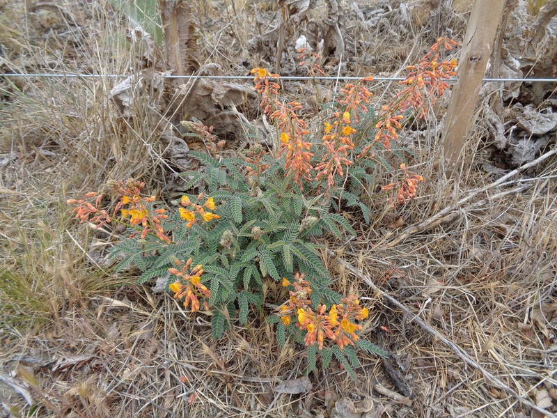 Hoffmannseggia trifoliata photo 5