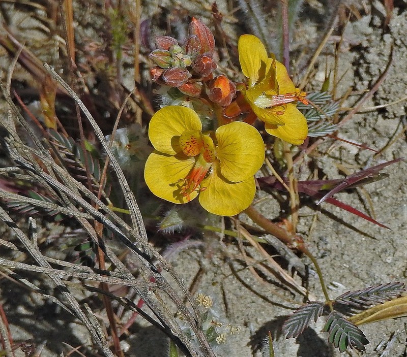 Hoffmannseggia trifoliata photo 6