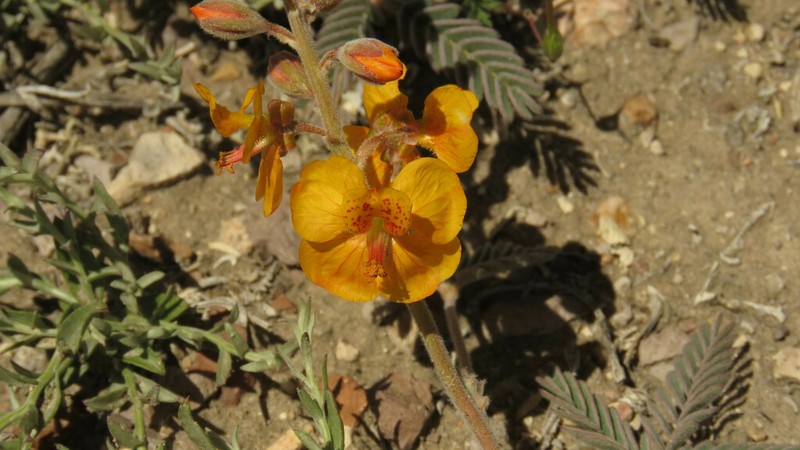 Hoffmannseggia trifoliata photo 7