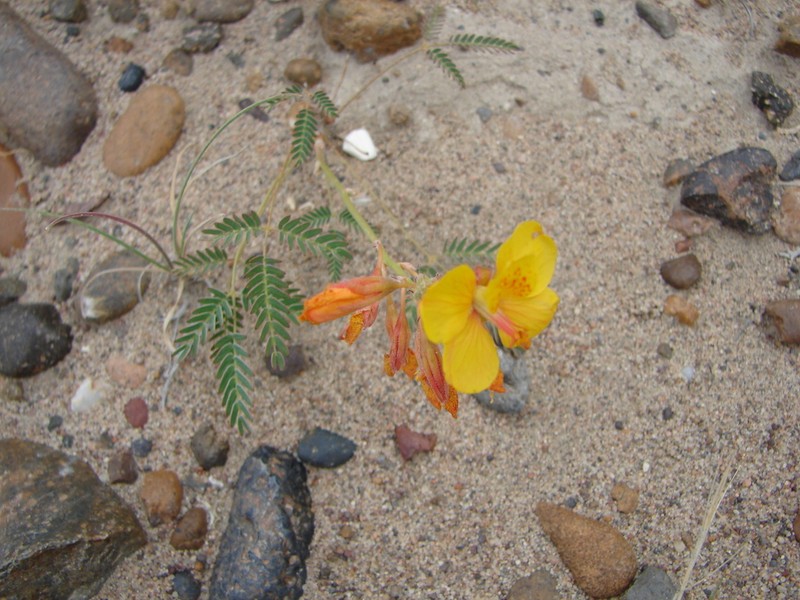 Hoffmannseggia trifoliata photo 8