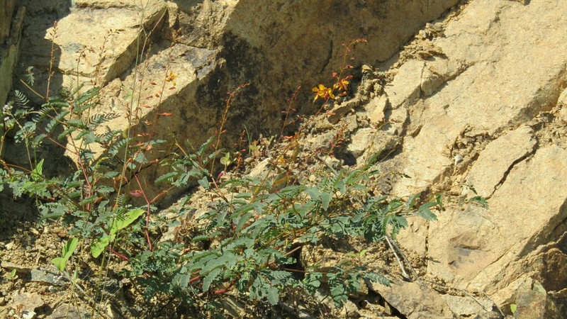Hoffmannseggia viscosa photo 5