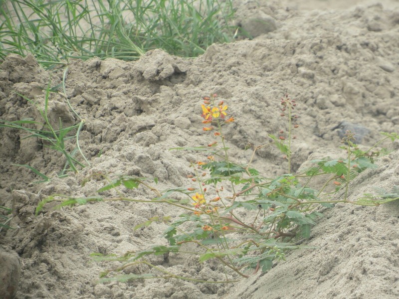 Hoffmannseggia viscosa photo 7