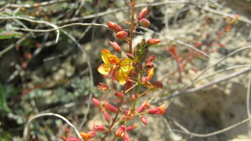 Hoffmannseggia viscosa photo 8