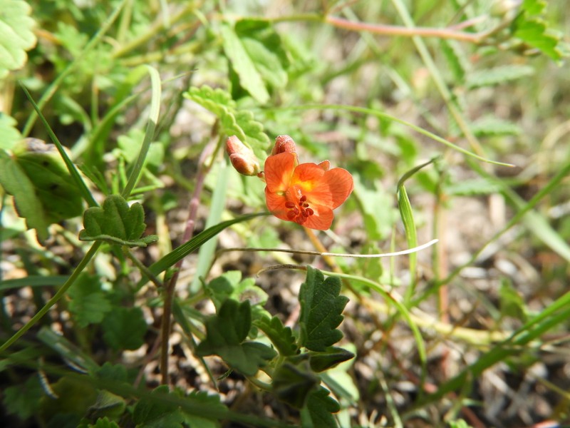 Hoffmannseggia watsonii