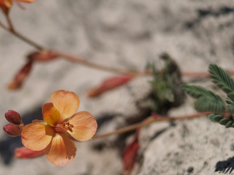 Hoffmannseggia watsonii photo 2