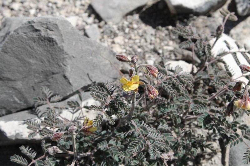 Hoffmannseggia watsonii photo 3