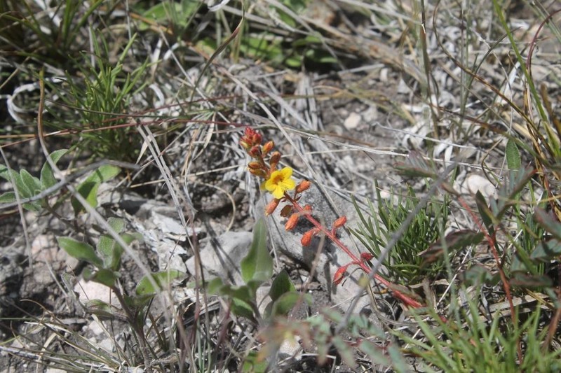 Hoffmannseggia watsonii photo 4