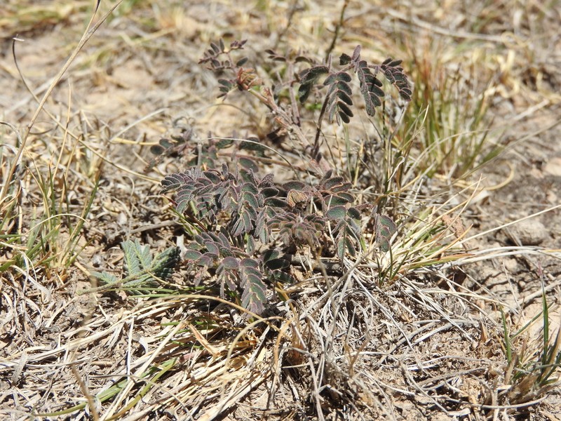 Hoffmannseggia watsonii photo 5