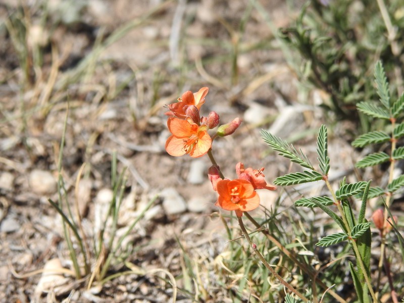 Hoffmannseggia watsonii photo 8