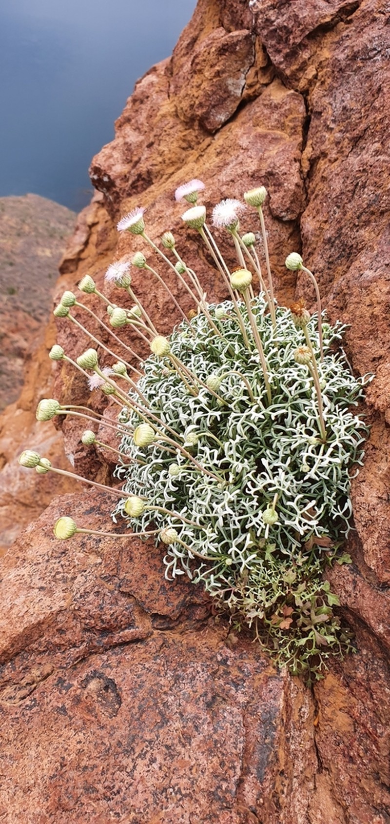 Hofmeisteria crassifolia