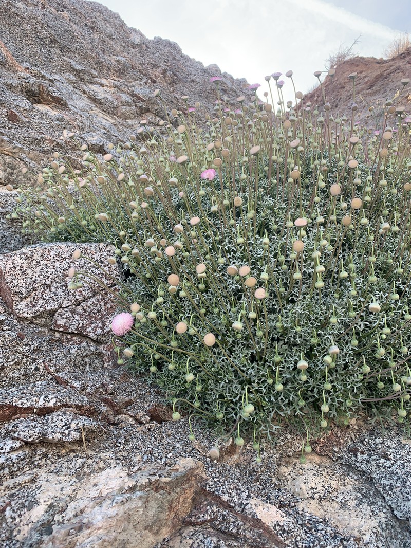 Hofmeisteria crassifolia photo 2