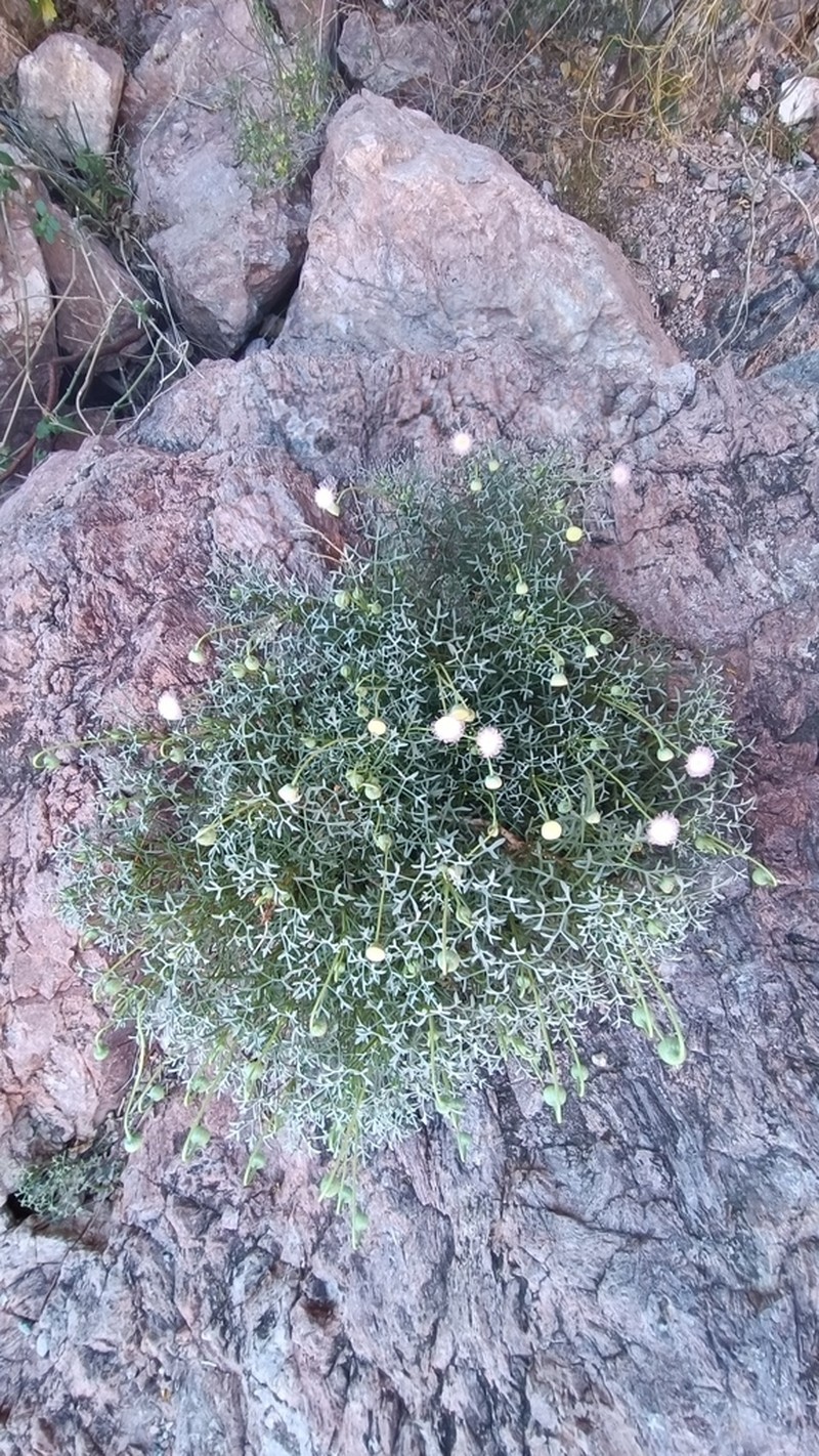 Hofmeisteria crassifolia photo 3