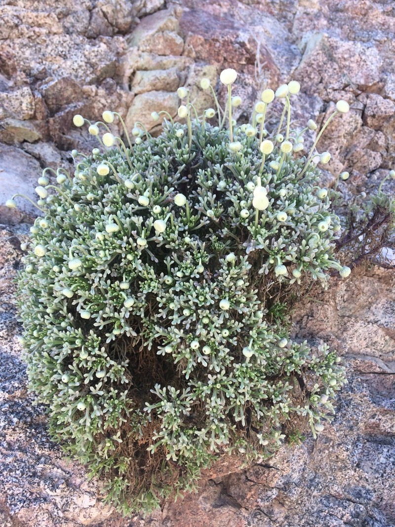 Hofmeisteria crassifolia photo 4