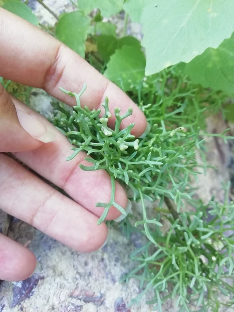 Hofmeisteria crassifolia photo 5