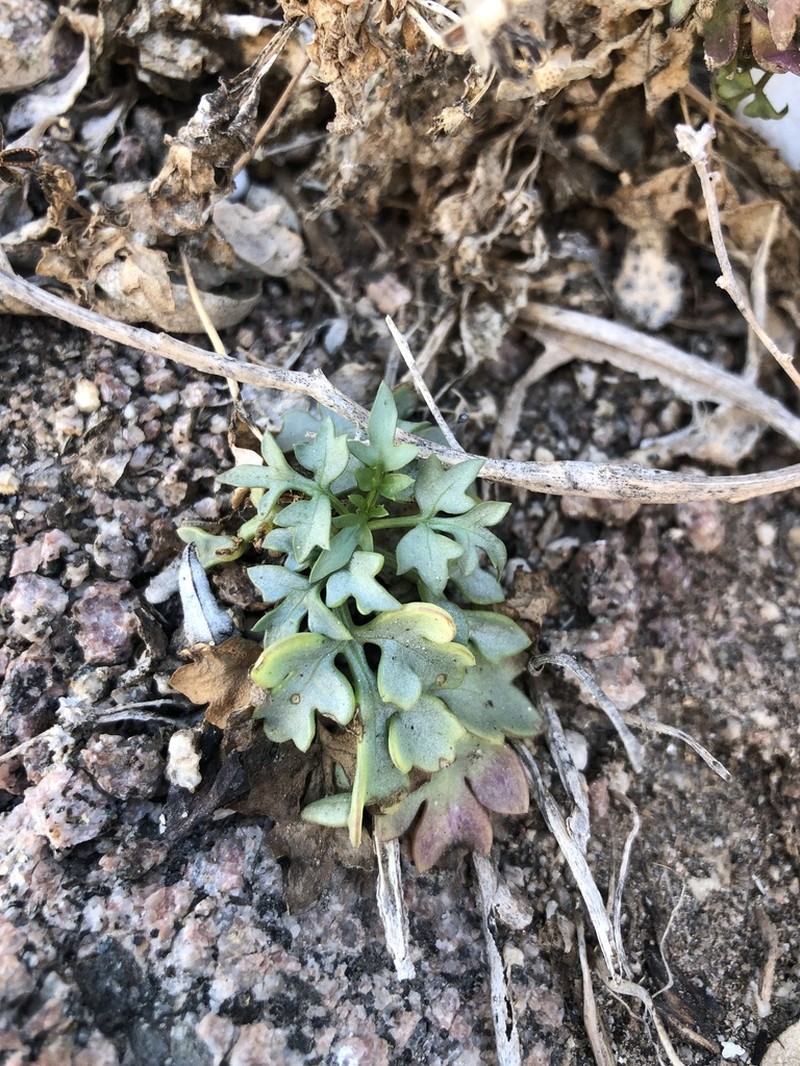 Hofmeisteria crassifolia photo 6