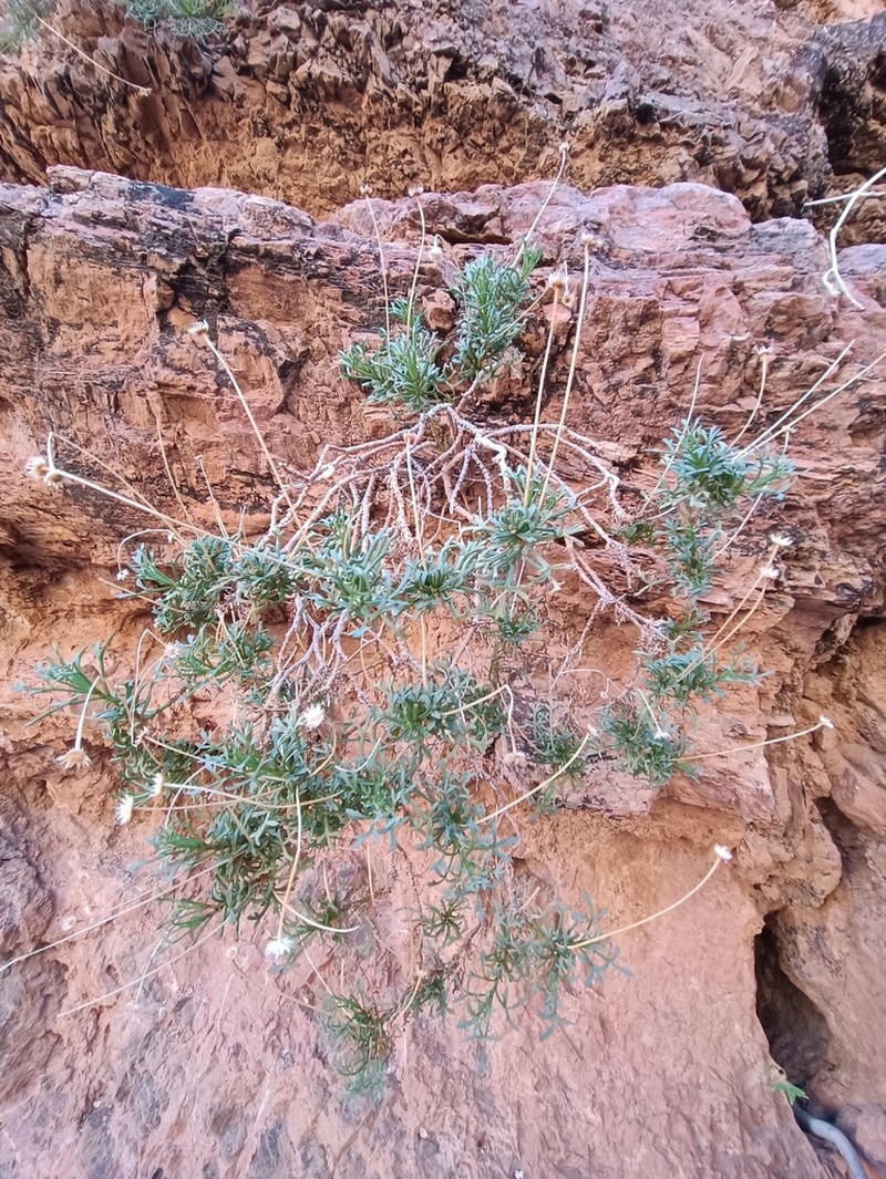 Hofmeisteria crassifolia photo 7