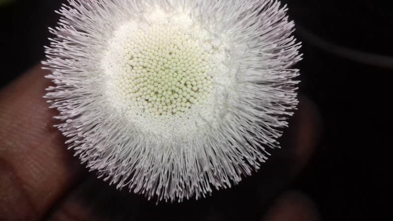Hofmeisteria crassifolia photo 8
