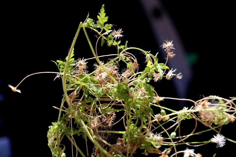 Hofmeisteria dissecta