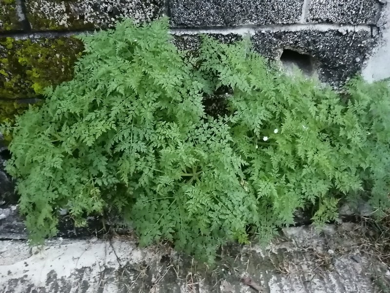 Hofmeisteria dissecta photo 2